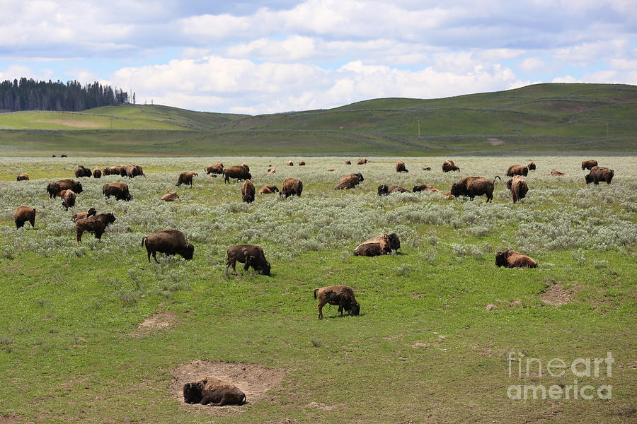 Buffalo Herd Photograph by Carol Groenen