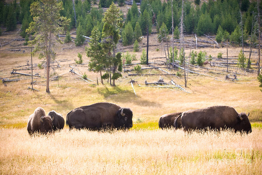 Buffalo in Golden Grass Photograph by Cindy Singleton