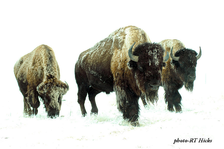 Buffalo In Snow Photograph by RT Hicks