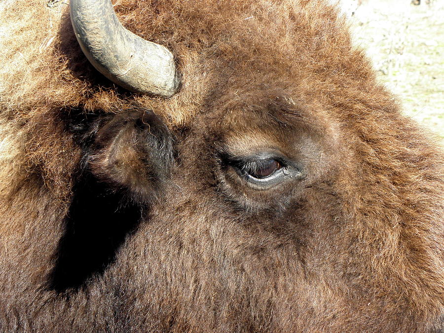 Buffalo Photograph by Kim Galluzzo Wozniak