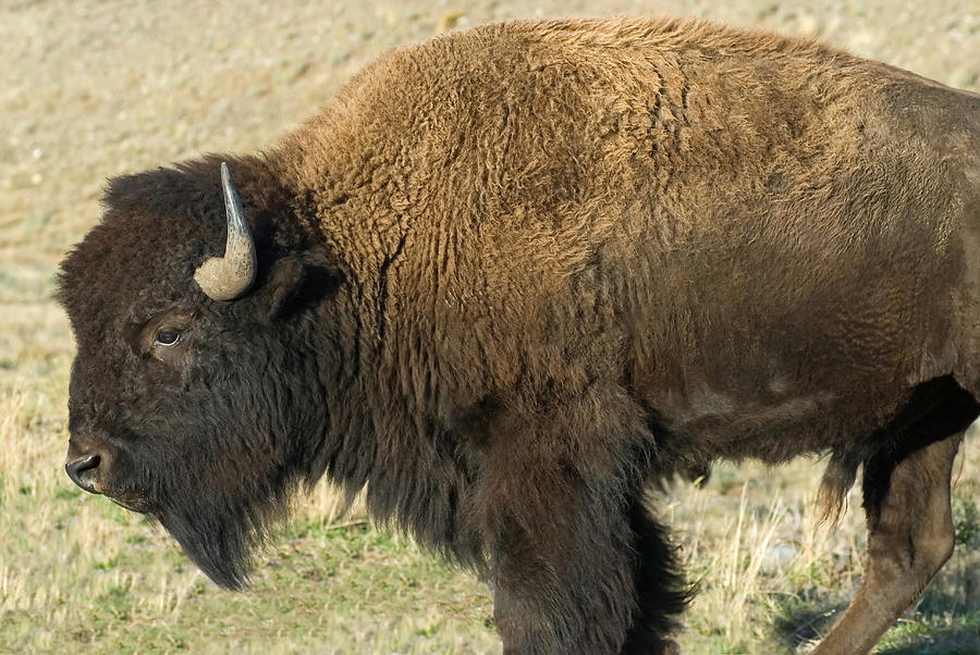 Wildlife Photograph - Buffalo by Mary Lane