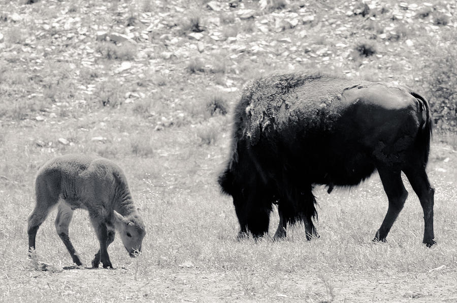 Buffalo Mother and Baby Photograph by Julie Niemela