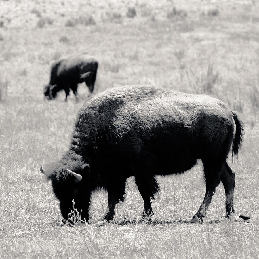 Buffalo Near Zion Photograph by Julie Niemela