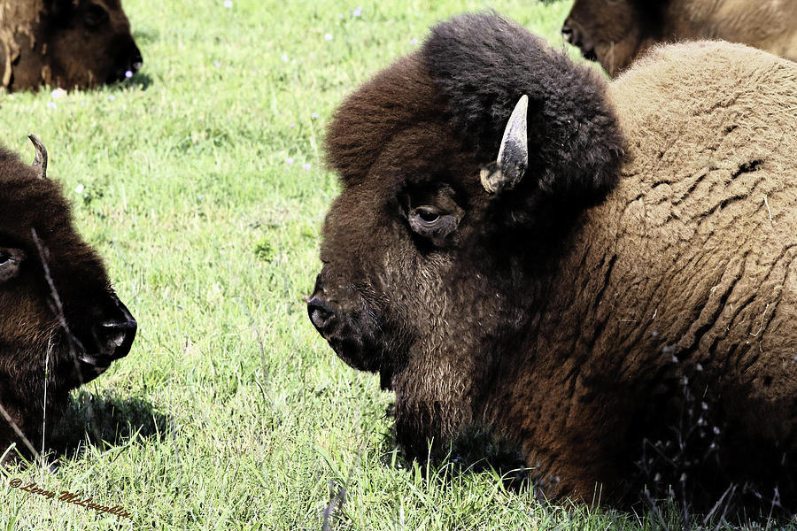 Buffalo Profile Photograph by Leroy McLaughlin - Fine Art America