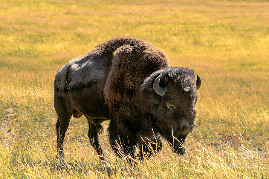 Yellowstone National Park Photograph - Buffalo  by Robert Bales