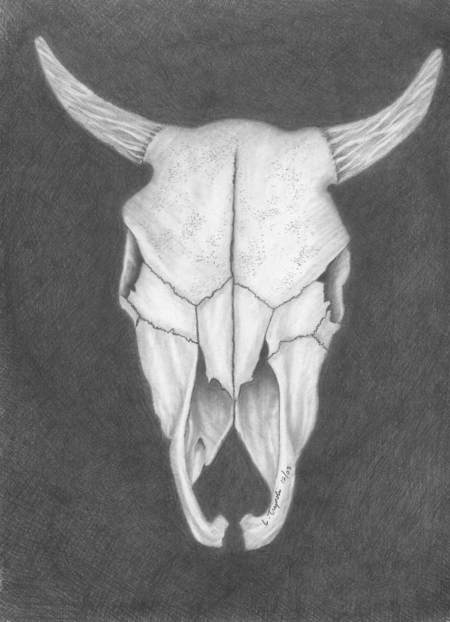 Buffalo Skull Drawing by Lawrence Tripoli