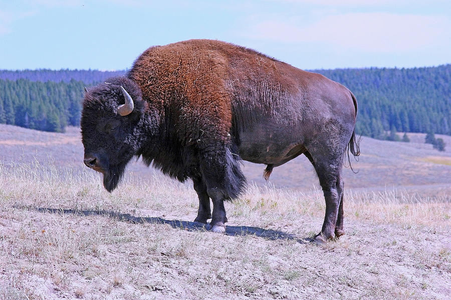 we-hang-in-a-buffalo-stance-for-neneh-cherry-s-55th-birthday-sucka