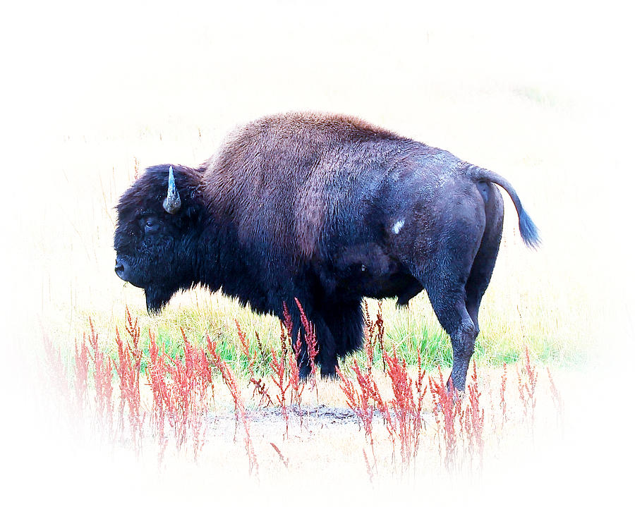 Buffalo Photograph by Steve McKinzie