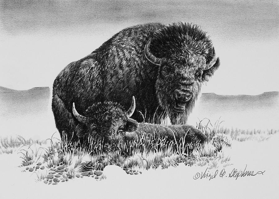 Buffalo Drawing by Virgil Stephens Fine Art America