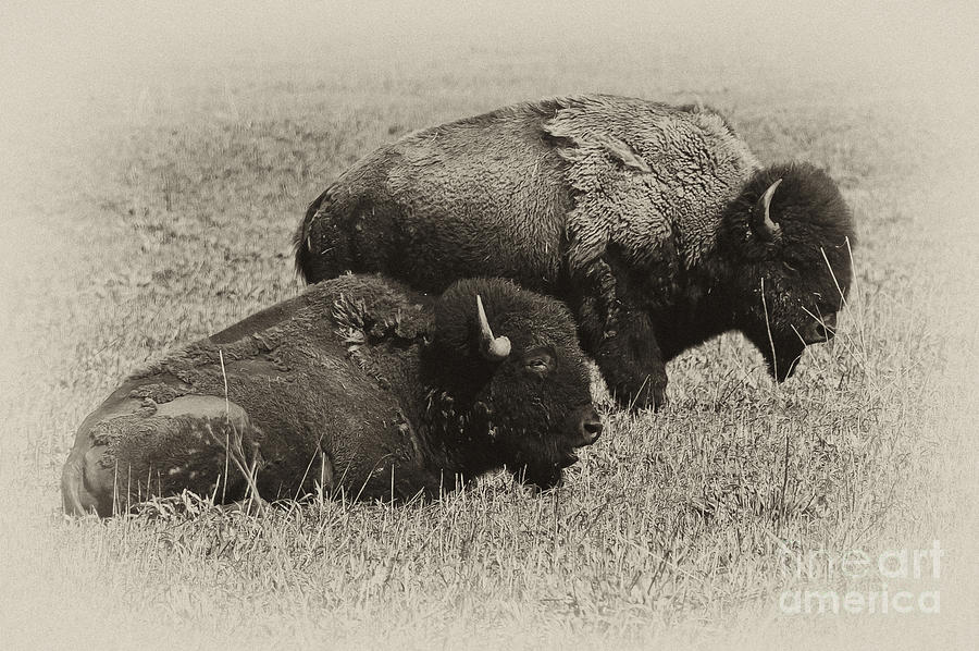 Buffalo Photograph by Wilma  Birdwell