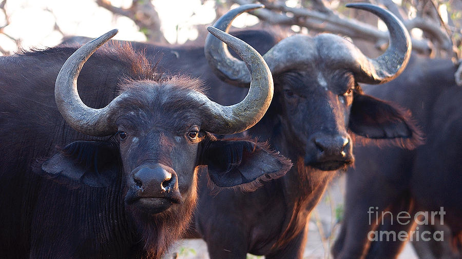 Buffaloes of Chobe Photograph by Mareko Marciniak