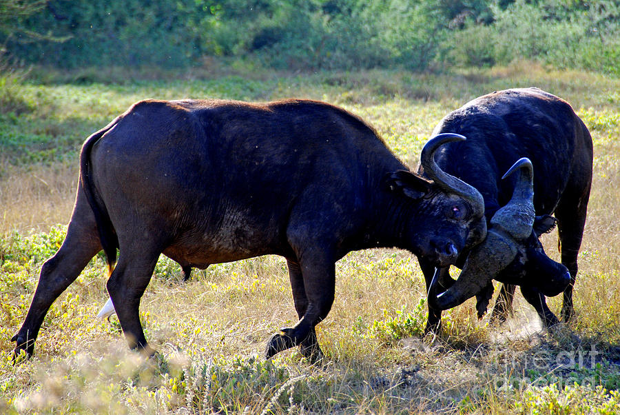 Buffalos fighting Digital Art by Pravine Chester