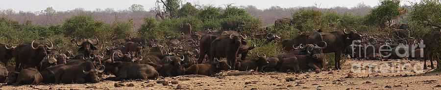 buffalos of Chobe Photograph by Mareko Marciniak