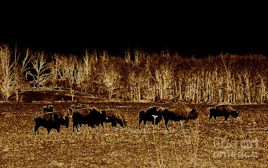 Buffalos roaming  Photograph by Kim Galluzzo Wozniak