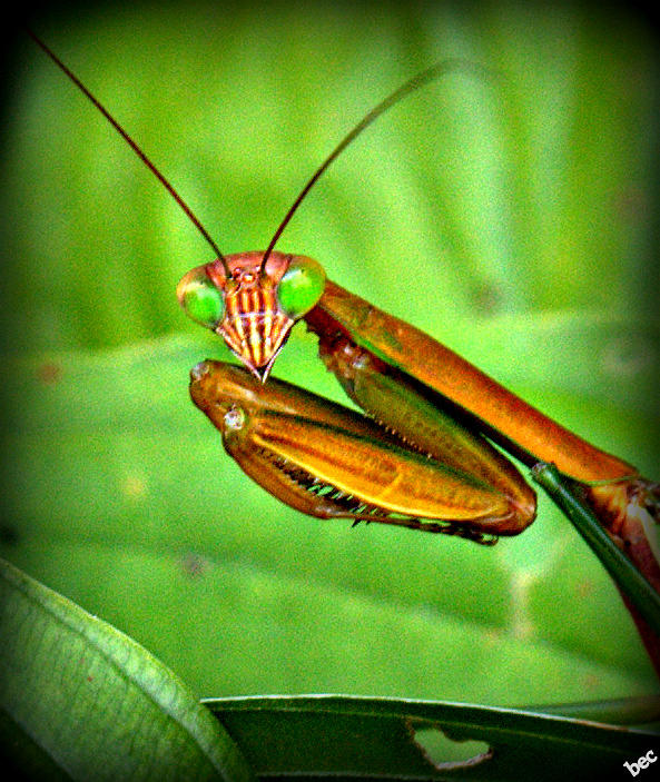 Bug Eyed Photograph by Bruce Carpenter