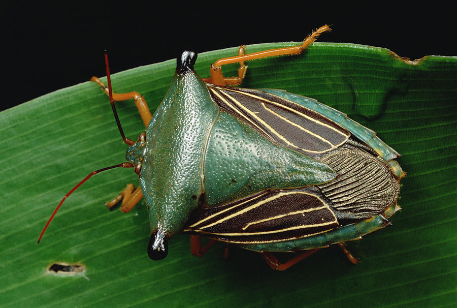 Bug Homoptera Resting On Leaf, Peru Photograph by Mark Moffett