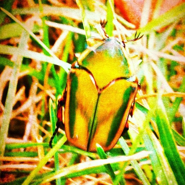 Bug Photograph - #bug In My #garden #webstagram by Irina Moskalev