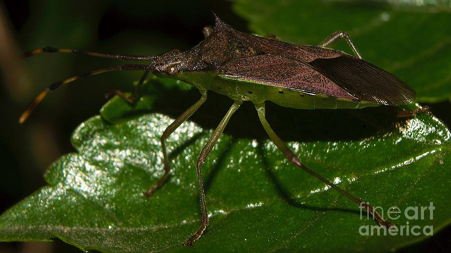 bug Photograph by Mareko Marciniak