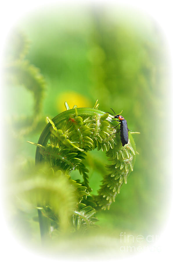 Bug on a Fern Photograph by Lila Fisher-Wenzel