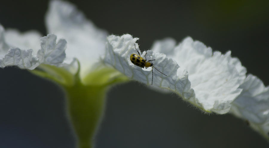 Bug on Flower Photograph by Shelley Bain