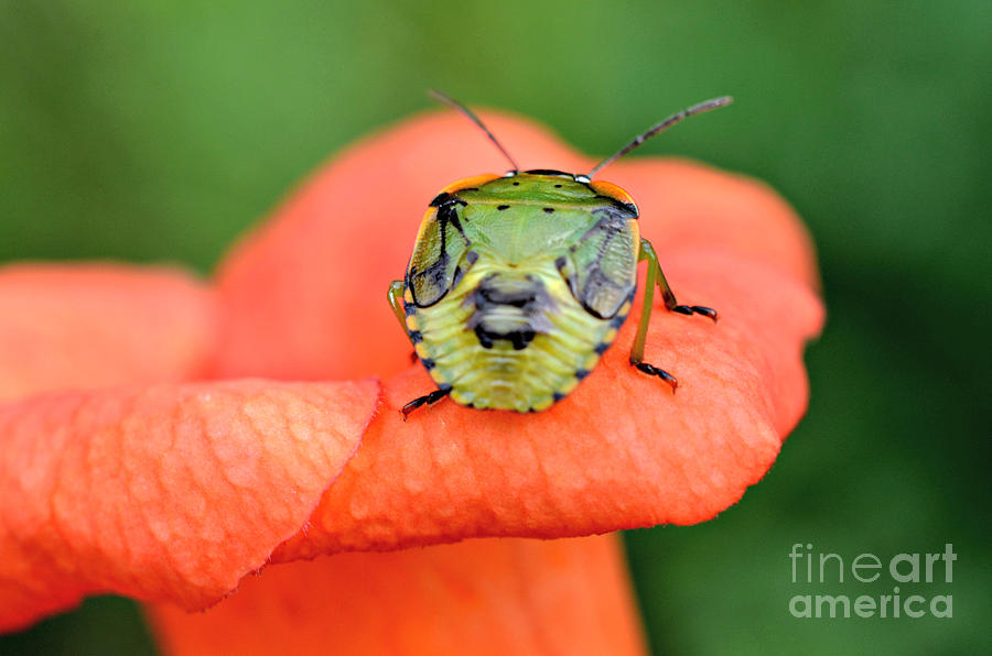 Bug on Orange Flower Photograph by Lila Fisher-Wenzel
