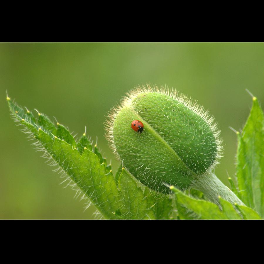 Bug On The Bud Photograph by Bob Van Den Berg Photography Bug On The Bud Photograph by Bob Van Den Berg Photography
