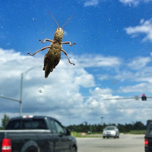 Grasshopper Photograph - Bug On The Windshield by Misty D