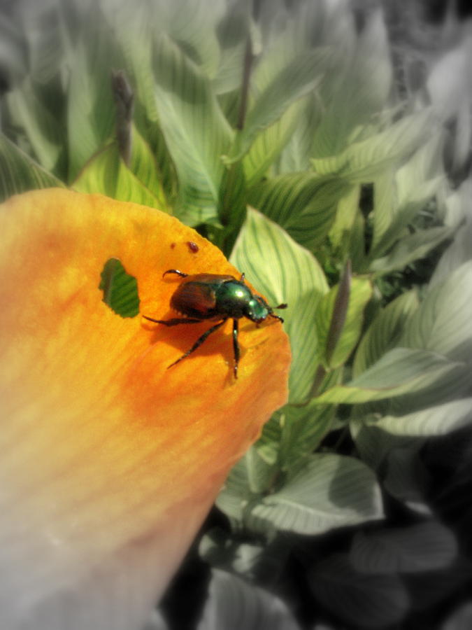 Bugs R Russ Bug R Us Photograph by Sheree Boyd - Fine Art America