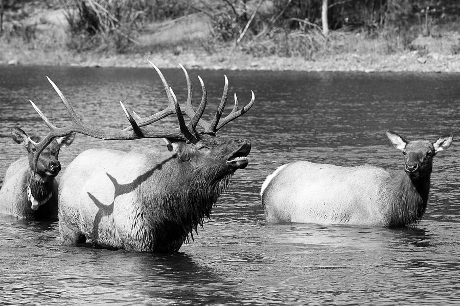 Bugling Bull Elk and 2 Female Cows in Estes Lake  CO BW Photograph by James BO Insogna