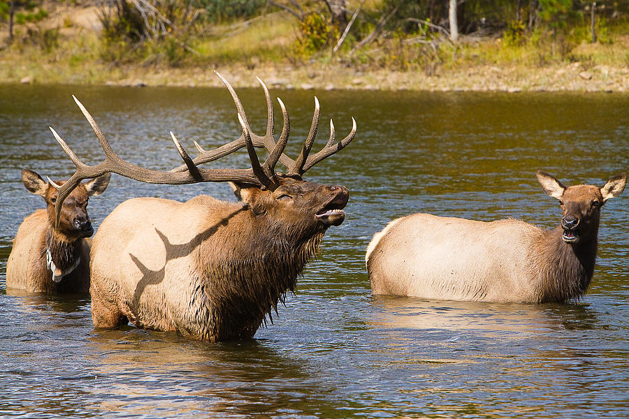Bugling Bull Elk and 2 Female Cows in Estes Lake  CO Photograph by James BO Insogna