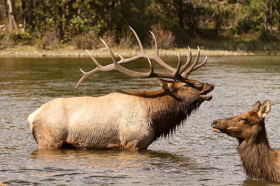 Bugling Bull Elk and Female Cow in Estes Lake  CO  Photograph by James BO Insogna