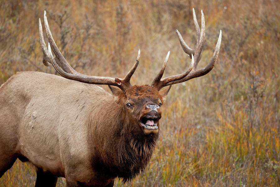 Bugling bull elk 2 Photograph by D Robert Franz