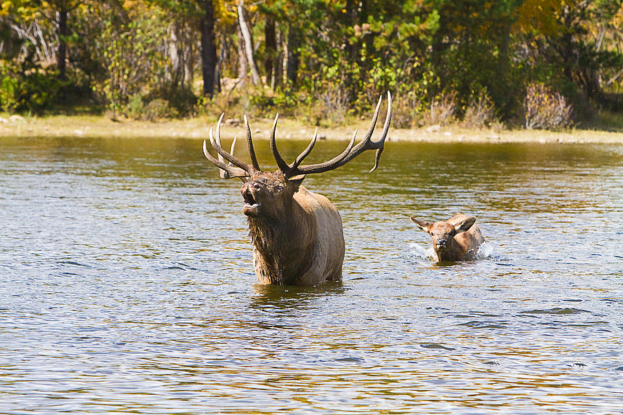 Bugling Bull Elk and Calf Colorado Rut  2 Photograph by James BO Insogna