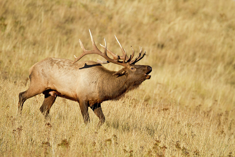 Bugling bull elk  Photograph by D Robert Franz