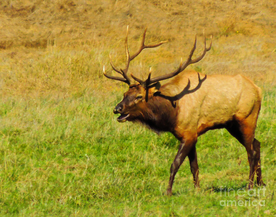 Bugling Bull Elk Photograph by L J Oakes