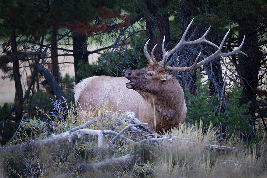 Bugling Bull Elk Photograph by Ronald Lutz