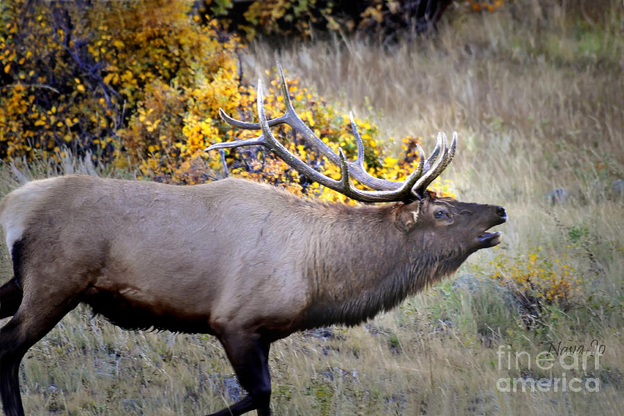 Bugling Elk  in RMNP Photograph by Nava Thompson