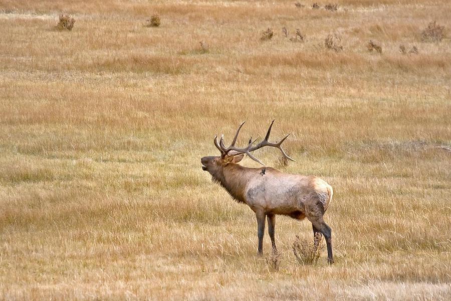 Bugling Elk Rocky Mountain National Park Photograph by Larry Darnell