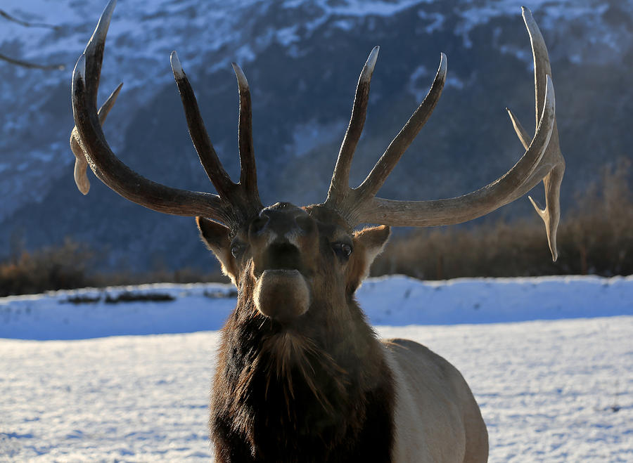 Bugling Elk Photograph by Sam Amato