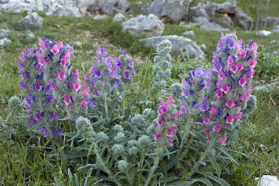 Bugloss (echium Albicans) Photograph by Bob Gibbons - Fine Art America