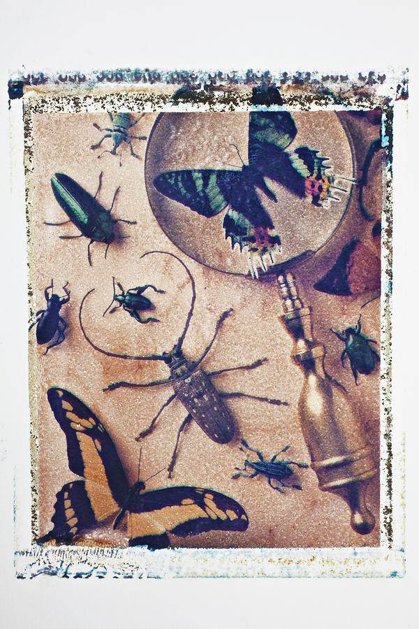 Bugs and magnifying glass Photograph by Garry Gay Fine Art America
