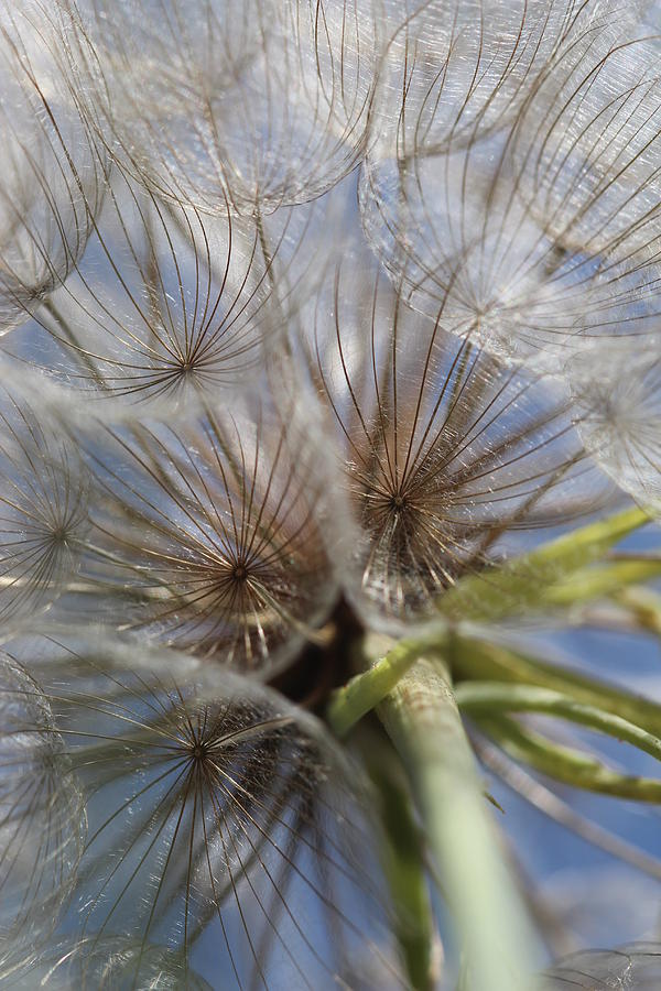 insect-eyes-macro-photography-full-image