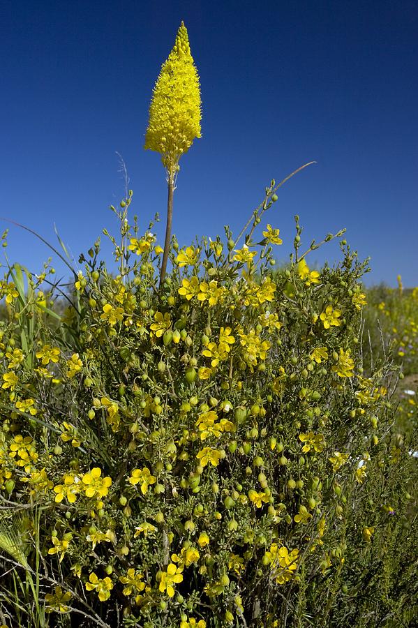 Bulbinella Latifolia And Zygophyllum Sp. Photograph by Bob Gibbons - Pixels