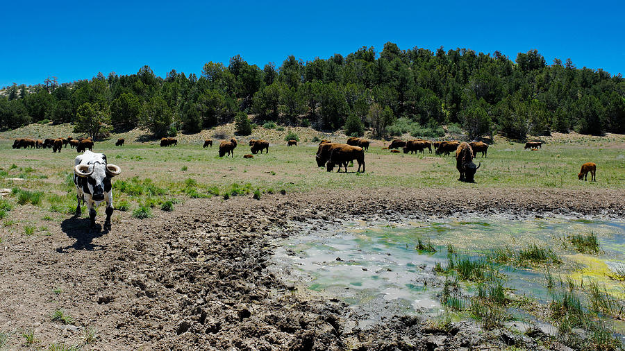 Bull and Buffalos Photograph by Julie Niemela