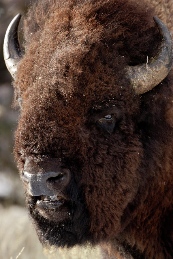 Bull Bison Photograph by D Robert Franz