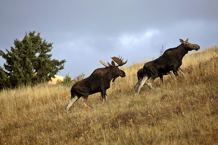Bull cow and moose calf in the Cypress Hills Park Photograph by Mark Duffy