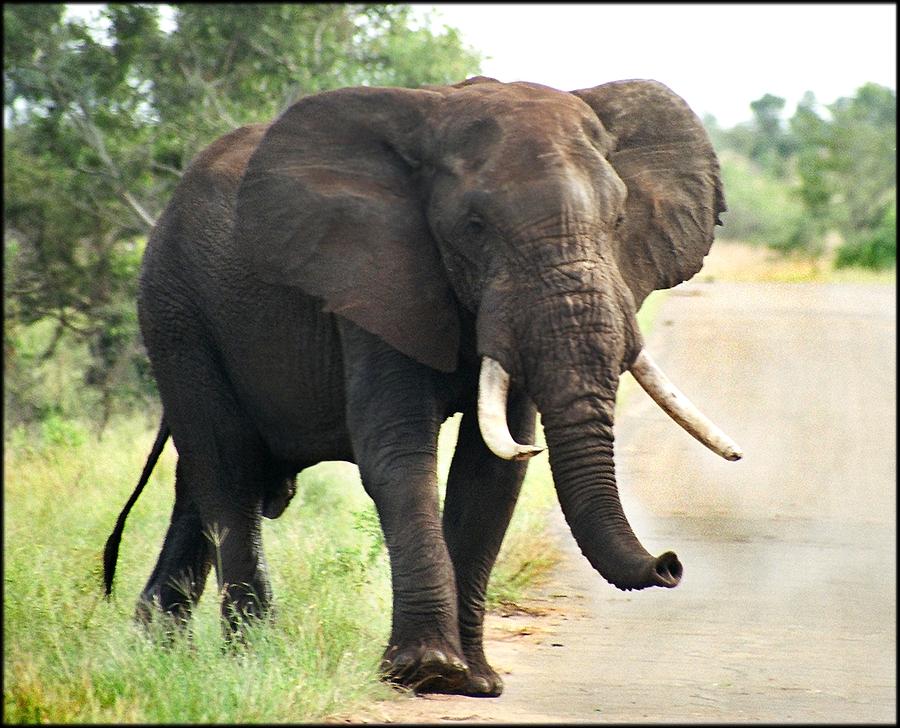 Bull Crossing Photograph by Bruce W Krucke | Fine Art America