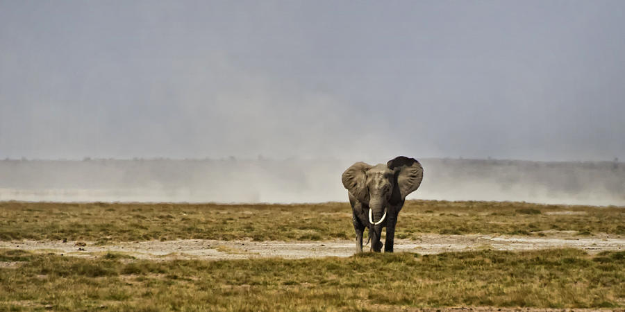 Bull Elephant in Kenya Photograph by Marion McCristall