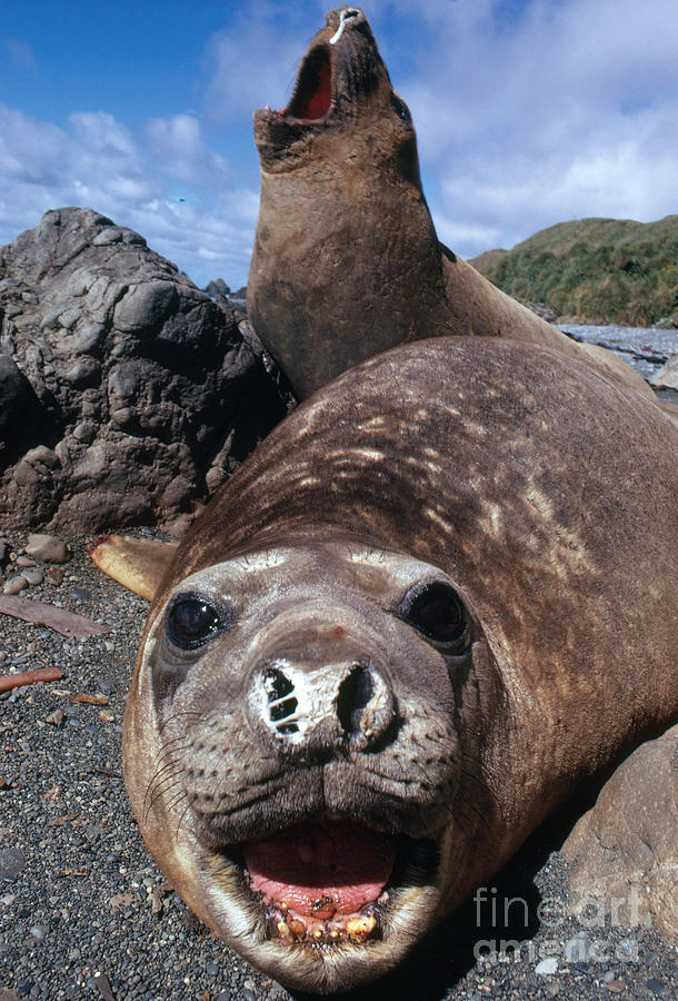 Animal Photograph - Bull Elephant Seals by George Holton and Photo Researchers
