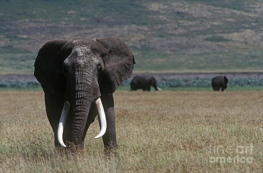 Bull Elephants - Ngorongoro Crater Photograph by Craig Lovell